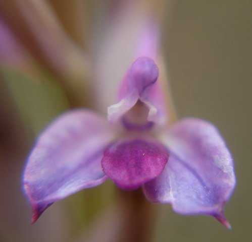 Disa dracomontana flower colours